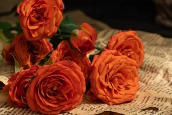 橙色芭比有什么花语，代表我爱你、温暖温馨等含义