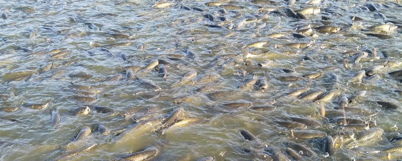 池塘养鱼的条件，形状以长方形为宜