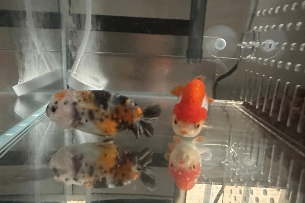深缸养兰寿久了会怎么样，不建议用较深的鱼缸来养