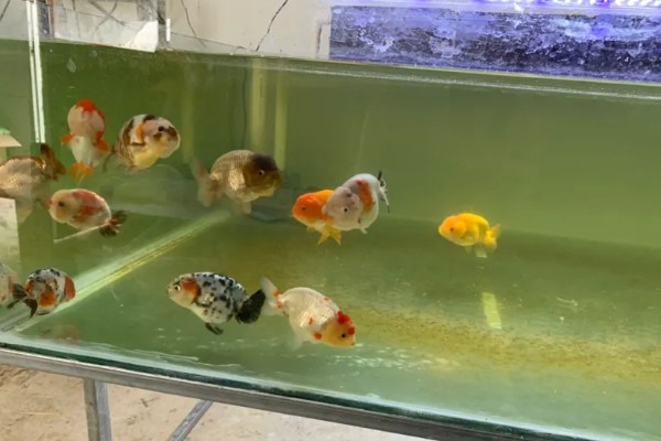深缸养兰寿久了会怎么样，不建议用较深的鱼缸来养