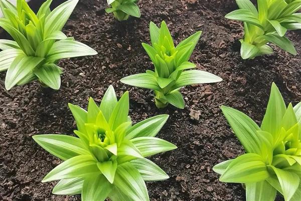 香水百合换盆后要不要马上浇水,每隔一天浇一次或等土壤变干再浇水