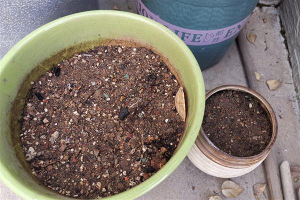 香水百合换盆后要不要马上浇水,每隔一天浇一次或等土壤变干再浇水