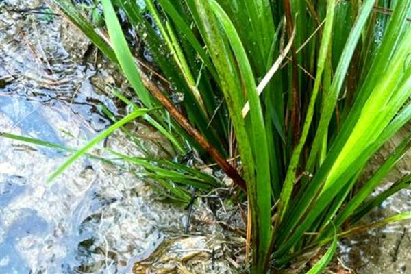 菖蒲的耐寒温度,可耐寒5℃