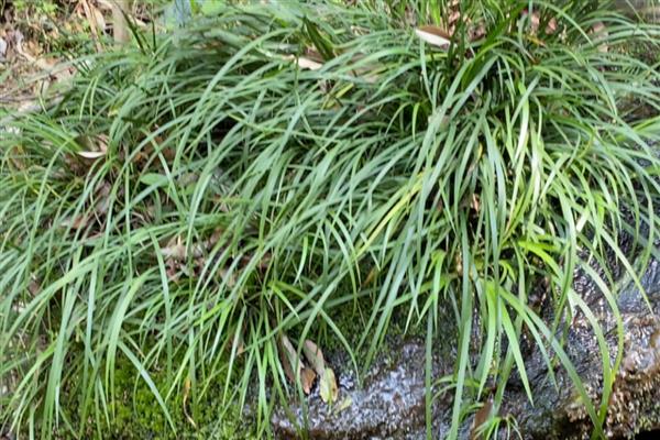 菖蒲的耐寒温度,可耐寒5℃