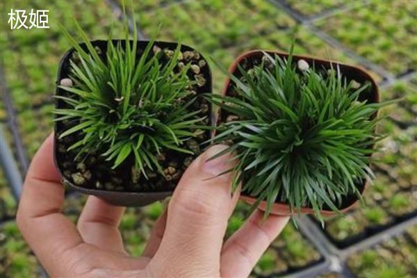 菖蒲的耐寒温度,可耐寒5℃