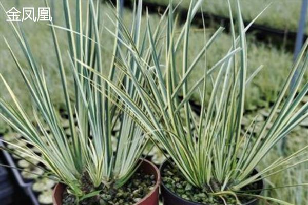 菖蒲的耐寒温度,可耐寒5℃