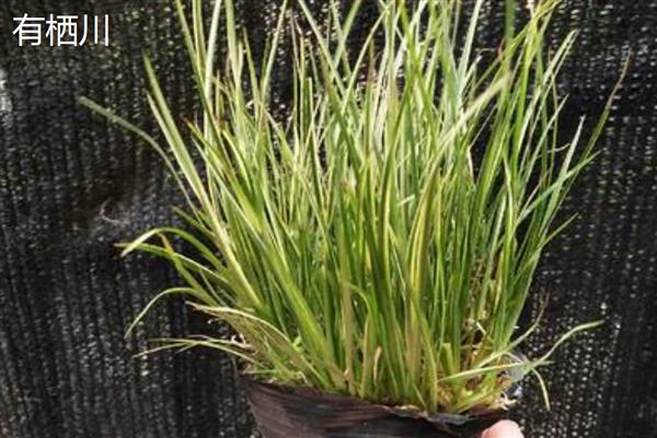 菖蒲的耐寒温度,可耐寒5℃