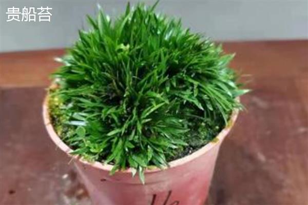 菖蒲的耐寒温度,可耐寒5℃