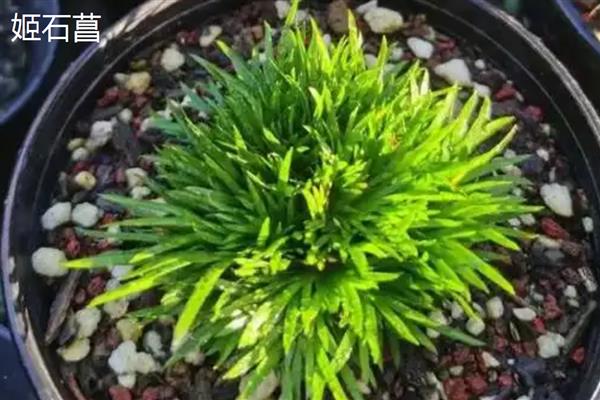 菖蒲的耐寒温度,可耐寒5℃