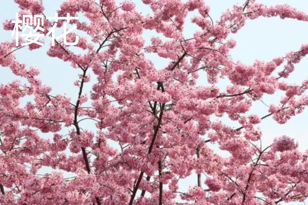 二月份开白色的花有哪些品种，有樱花、梨花等