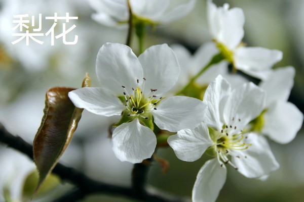 二月份开白色的花有哪些品种，有樱花、梨花等