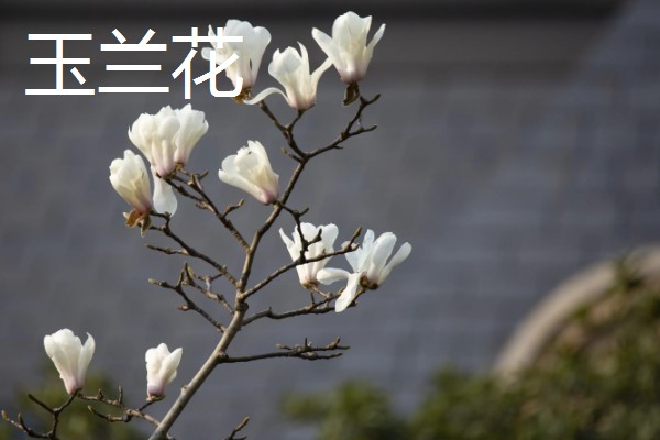 二月份开白色的花有哪些品种，有樱花、梨花等