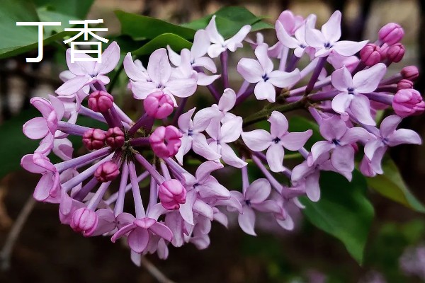 二月份开白色的花有哪些品种，有樱花、梨花等