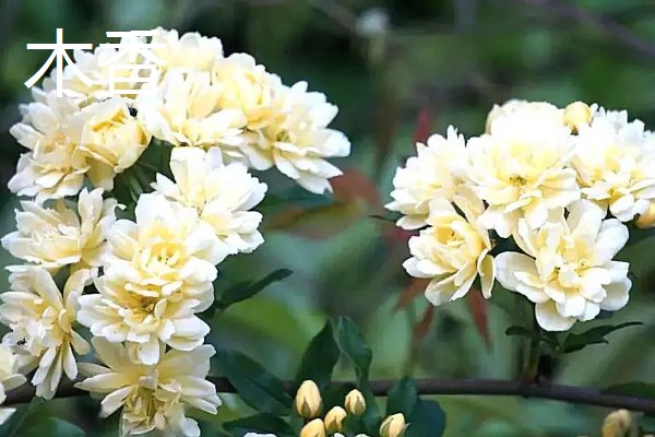二月份开白色的花有哪些品种，有樱花、梨花等