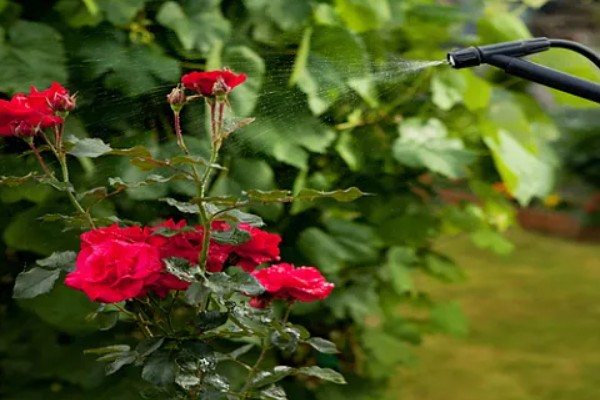 二月份开白色的花有哪些品种，有樱花、梨花等