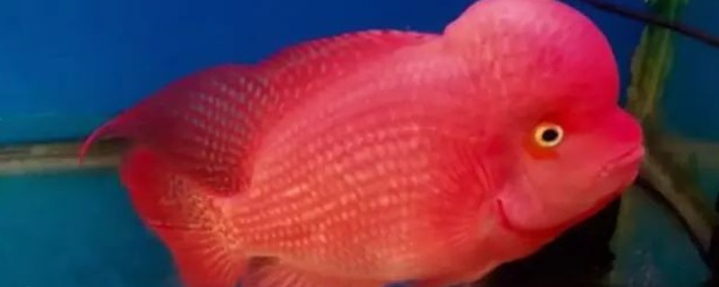 红马罗汉鱼好不好养，饲养难度不大