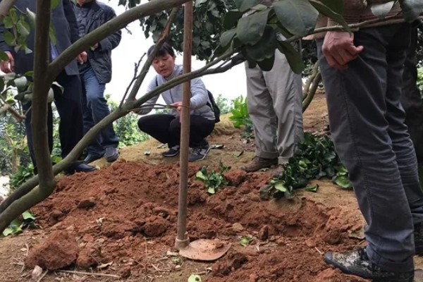 蜜柚过量施用磷肥有哪些危害，会诱发土壤缺锌