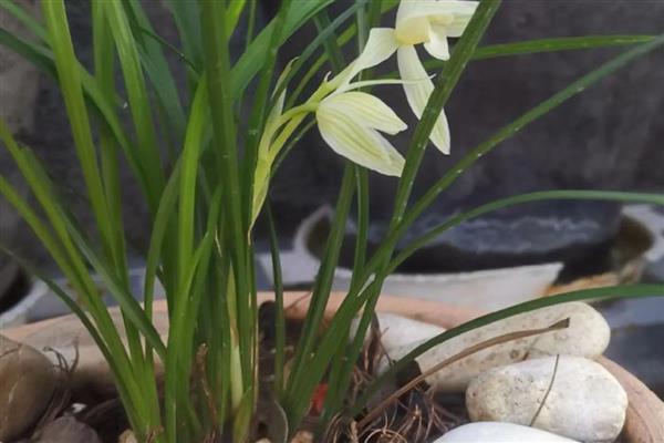 梅兰竹菊的象征意义,梅是坚韧不拔的人格的象征