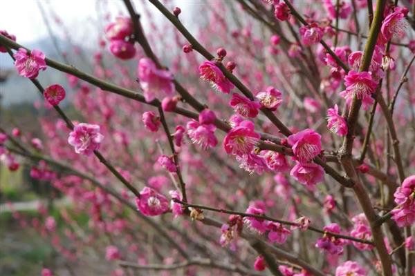 梅兰竹菊的象征意义,梅是坚韧不拔的人格的象征