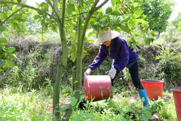蜜柚过量施用磷肥有哪些危害，会诱发土壤缺锌