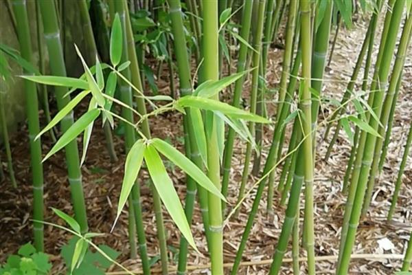 梅兰竹菊的象征意义,梅是坚韧不拔的人格的象征