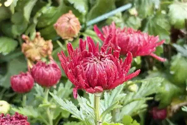 梅兰竹菊的象征意义,梅是坚韧不拔的人格的象征