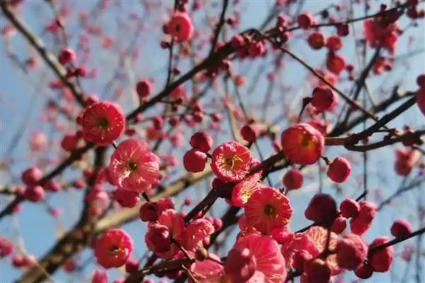 梅兰竹菊的象征意义,梅是坚韧不拔的人格的象征