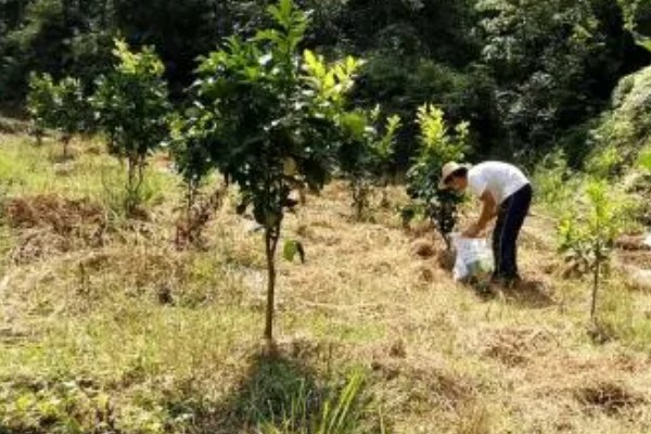 蜜柚过量施用磷肥有哪些危害，会诱发土壤缺锌