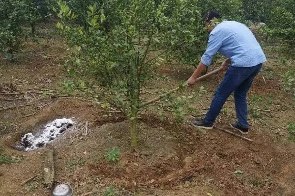 蜜柚过量施用磷肥有哪些危害，会诱发土壤缺锌