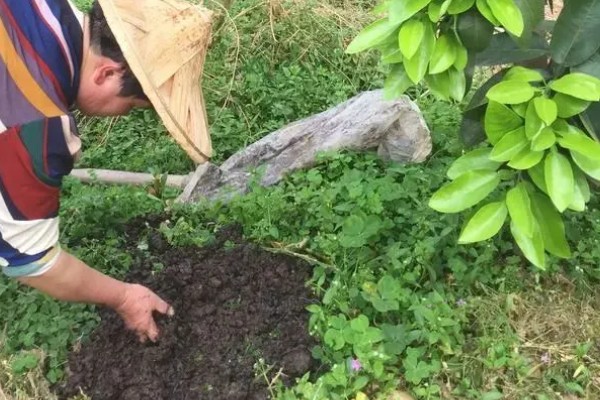 蜜柚过量施用磷肥有哪些危害，会诱发土壤缺锌