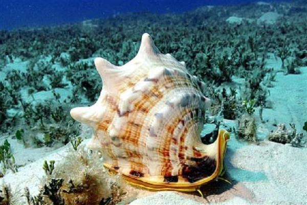 唐冠螺简介，是一种大型海洋螺类
