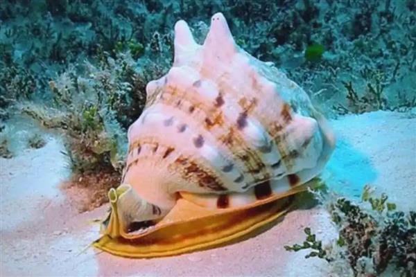 唐冠螺简介，是一种大型海洋螺类