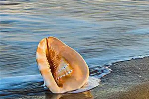唐冠螺简介，是一种大型海洋螺类