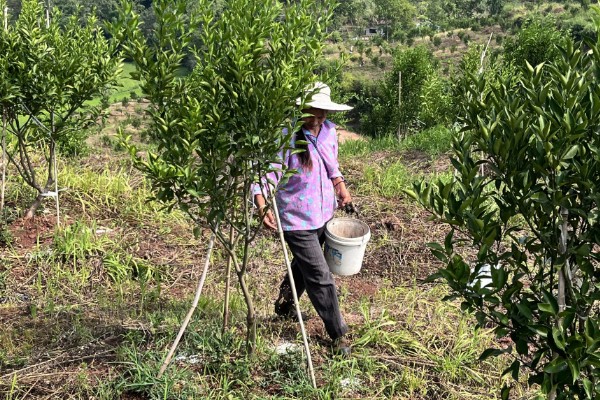 蜜柚过量施用磷肥有哪些危害，会诱发土壤缺锌