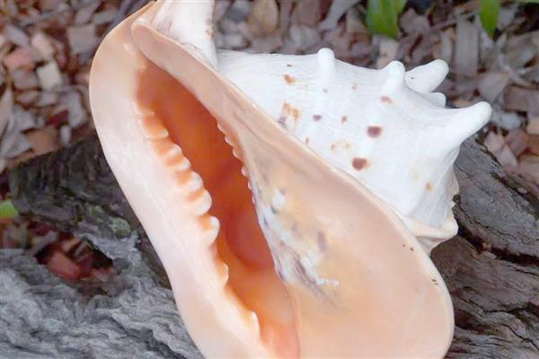 唐冠螺简介，是一种大型海洋螺类