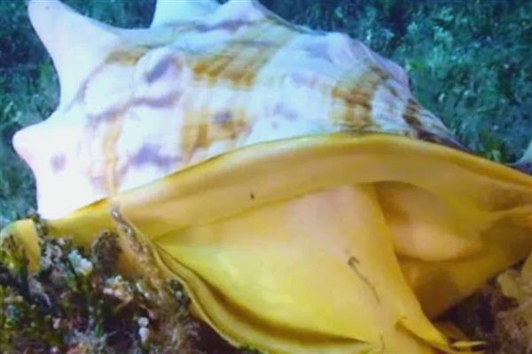 唐冠螺简介，是一种大型海洋螺类