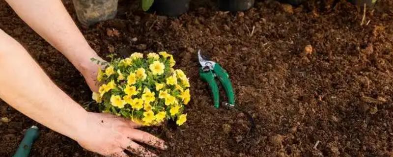 花卉种子的种植方法，播种前用冷水或温水浸种