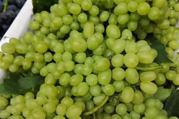 怎么提子防止氧化，可放在封闭的容器中贮存