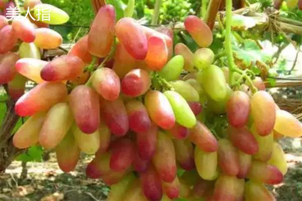 怎么提子防止氧化，可放在封闭的容器中贮存