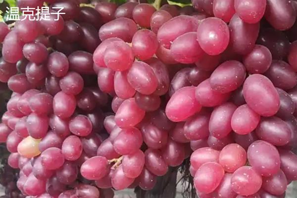 怎么提子防止氧化，可放在封闭的容器中贮存