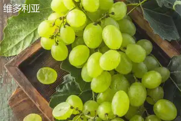 怎么提子防止氧化，可放在封闭的容器中贮存