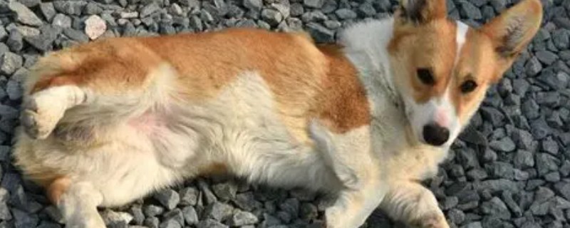 犬中暑的症状，会出现食欲下降、精神萎靡等症状