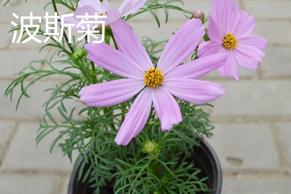 波斯菊与格桑花的区别是什么，植株大小和叶片等方面不同