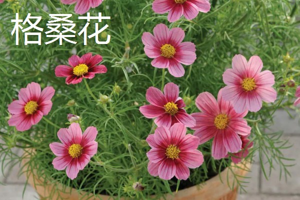 波斯菊与格桑花的区别是什么，植株大小和叶片等方面不同