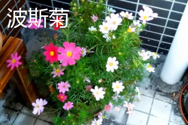 波斯菊与格桑花的区别是什么，植株大小和叶片等方面不同
