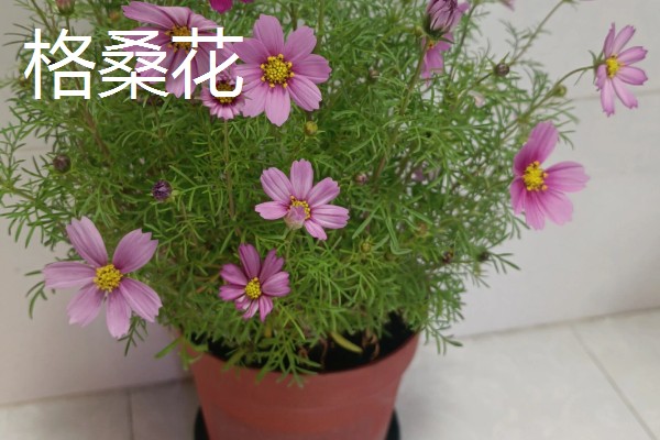 波斯菊与格桑花的区别是什么，植株大小和叶片等方面不同