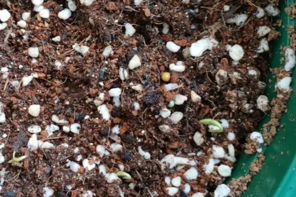 波斯菊与格桑花的区别是什么，植株大小和叶片等方面不同