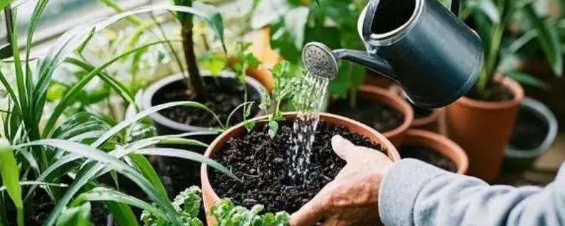 雨水和自来水浇花有什么不同，雨水的营养更有助于花卉的生长