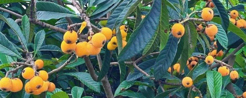 枇杷的生长过程是怎样的，谢花后幼果基本会处于停滞状态