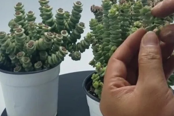 钱串子开花的预兆，预示着一切都会向着好的方向发展